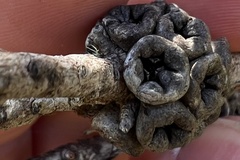 Melaleuca tortifolia