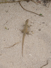 Sceloporus cozumelae