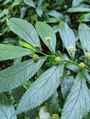 Elatostema reticulatum