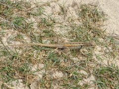 Sceloporus cozumelae