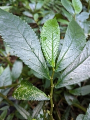 Elatostema reticulatum