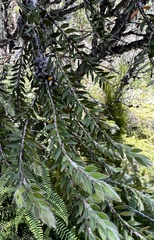 Melaleuca tortifolia
