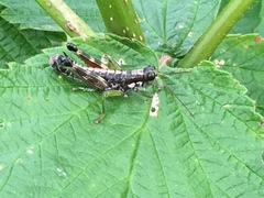 Booneacris glacialis