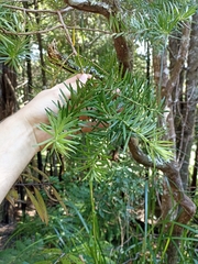 Halocarpus kirkii