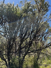 Melaleuca tortifolia