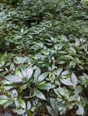 Elatostema reticulatum
