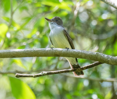 Myiarchus swainsoni