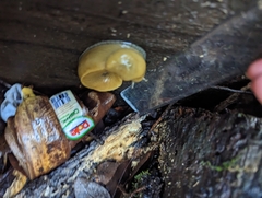 Ariolimax dolichophallus