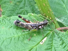 Booneacris glacialis