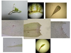 Sciuro-hypnum plumosum