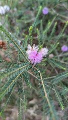 Melaleuca decussata