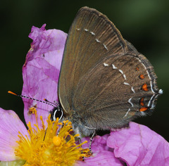 Satyrium ilicis