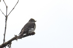 Contopus fumigatus