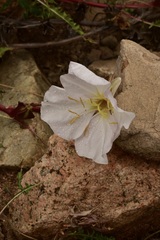 Oenothera acaulis