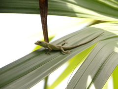 Anolis ustus