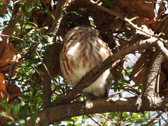 Aegolius acadicus acadicus