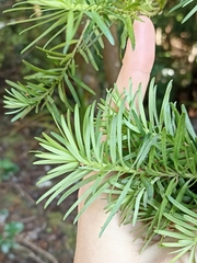 Halocarpus kirkii