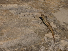 Sceloporus cozumelae