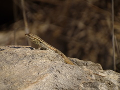 Sceloporus cozumelae