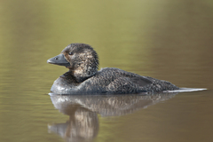 Musk Duck photo 2