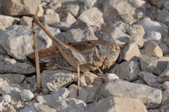 Platycleis intermedia