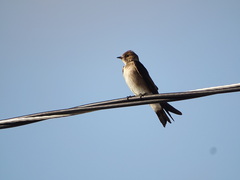 Stelgidopteryx serripennis ridgwayi