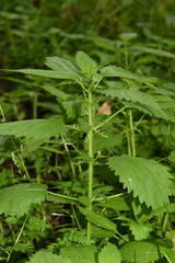 Urtica kioviensis