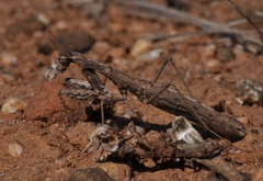 Geomantis larvoides