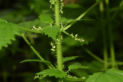 Urtica kioviensis