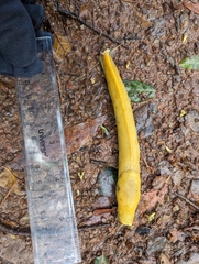 Ariolimax dolichophallus