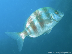 Diplodus cervinus