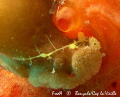 Ecteinascidia herdmani