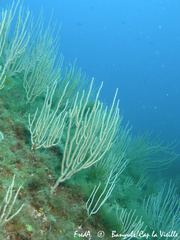 Eunicella singularis