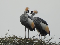 Balearica regulorum