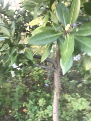Persea borbonia