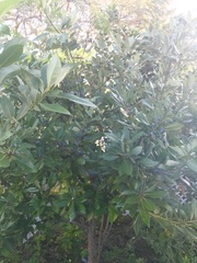 Persea borbonia
