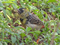 Trachyphonus darnaudii