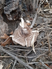 Fungi