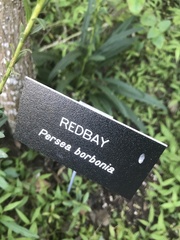 Persea borbonia