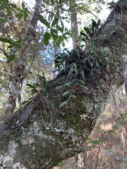 Epidendrum conopseum