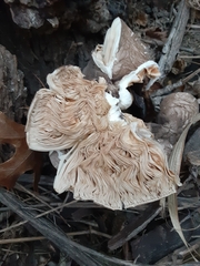 Fungi