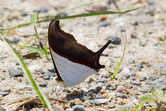 Marpesia zerynthia