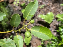 Cissus oblonga
