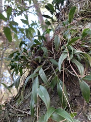 Epidendrum conopseum