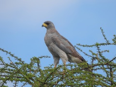 Melierax poliopterus