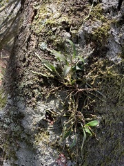 Epidendrum conopseum