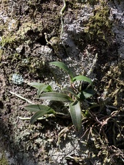 Epidendrum conopseum