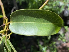 Cissus oblonga