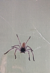 Isopeda canberrana