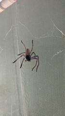 Isopeda canberrana
